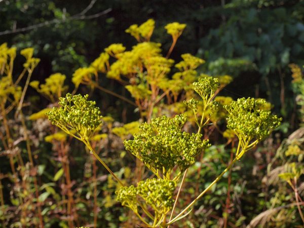 Patrinia scabiosifolia オミナエシ