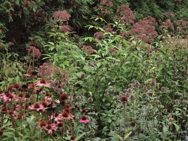 Echinacea purpurea, Echinops ritro、Eupatorium maculatum 'Atropurpureum' post-flower エキナケア、エキノプス、エウパトリウム