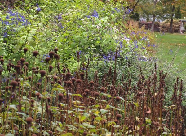 Monarda seedheads with Plectranthus effusus in the back モナルダシードヘッド