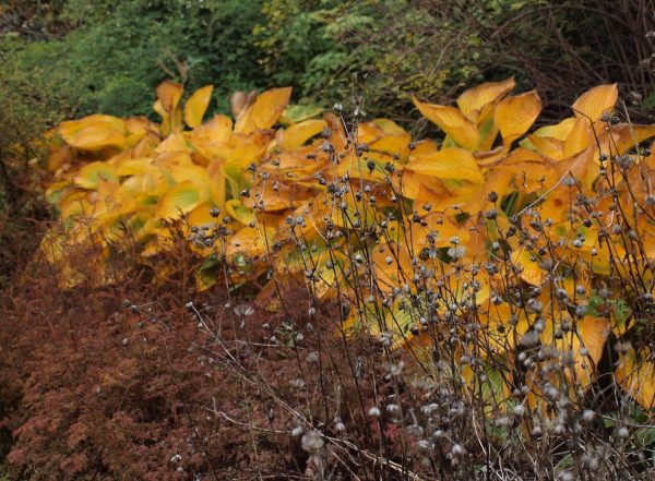 Astrantia and Astilbe, Hosta with glowing gold leaves in autumn アストランティア、アスティルベ、紅葉するホスタ