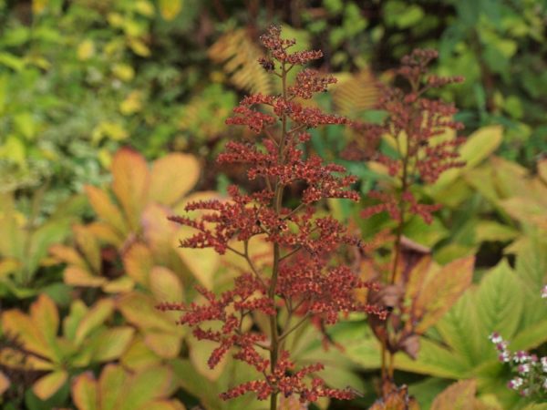 Rodgersia pinnata ロドゲルシア
