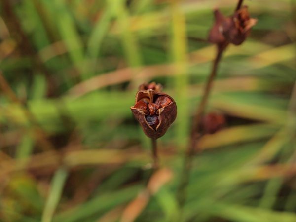 Iris seed pod filled with seeds イリス