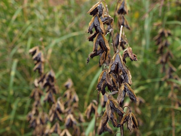 Hosta seed pods splitting and showing ripened black seeds ホスタ