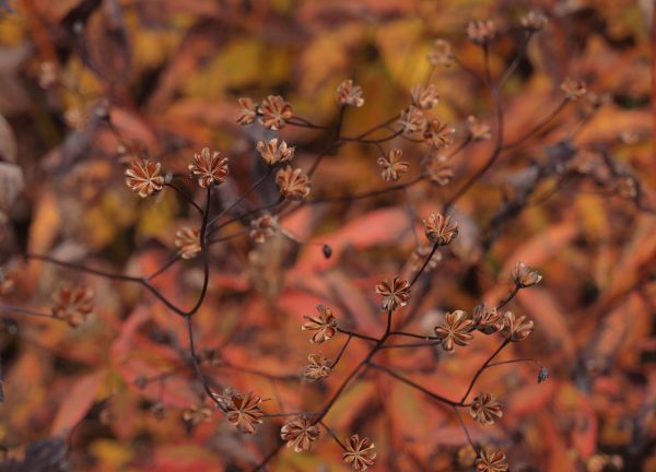 Gillenia trifoliata ギレニア シードヘッドは細かいが葉のグラデーションが美しい
