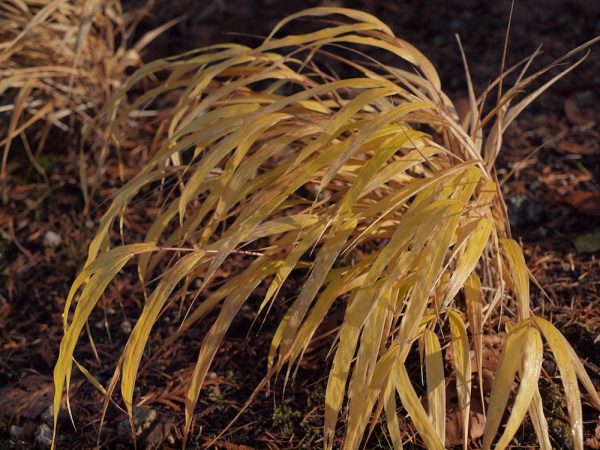 斑入りフウチソウ Hakonechloa macra 'Aureola'